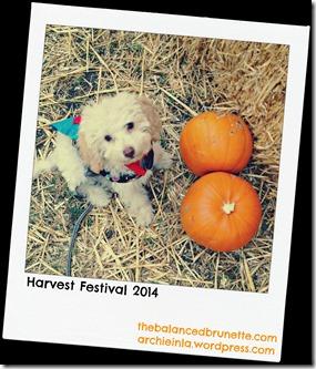 Halloween LA Harvest Festival Dog Pumpkin
