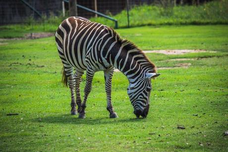 Global Wildlife Center Zebra