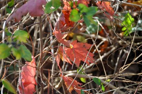 The Return of Autumn