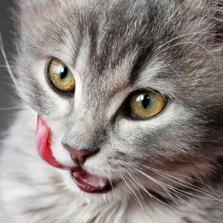 kitten licking lips