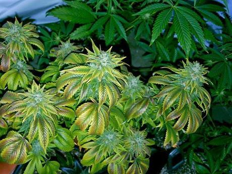 Marijuana Did Well On Election Night