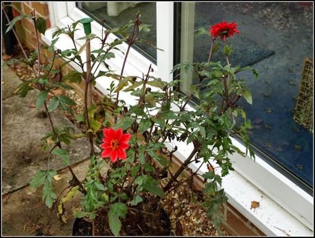 What to do about the Dahlias?