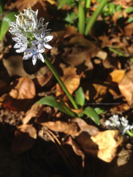 Scilla lingulata, an autumn-blooming Scilla.