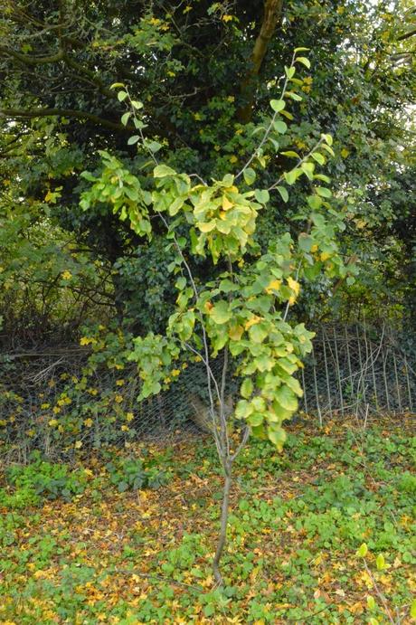 Tree Following - yellow