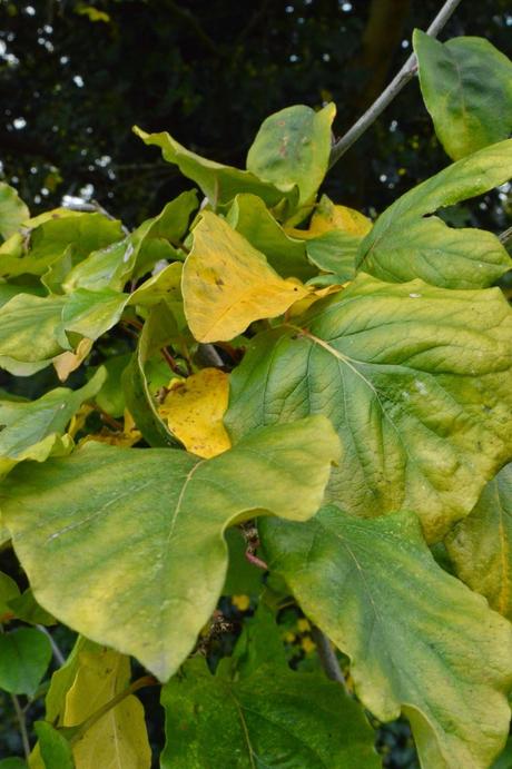 Tree Following - yellow