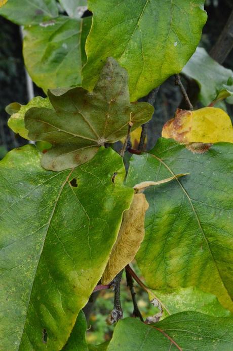 Tree Following - yellow