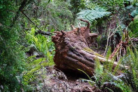 fallen tree mount victoria track