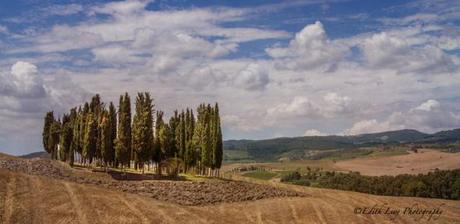 Cypress Trees, San Quirico D'Orcia, Italy, hills, Tuscany, travel photography