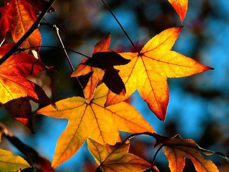 autumn-leaves-light-wallpaper