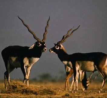 Salman Khan : I am not asking Govt job ! - but want to travel to UK !!!!