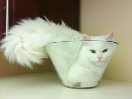 Top 10 Images of Cats in Glass Bowls