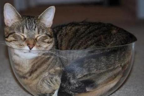 Top 10 Images of Cats in Glass Bowls