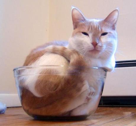 Top 10 Images of Cats in Glass Bowls