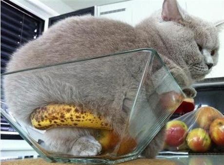 Top 10 Images of Cats in Glass Bowls