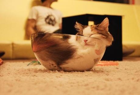 Top 10 Images of Cats in Glass Bowls