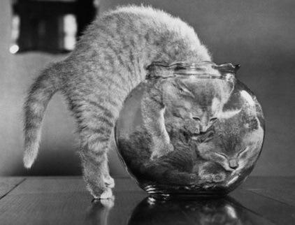 Top 10 Images of Cats in Glass Bowls