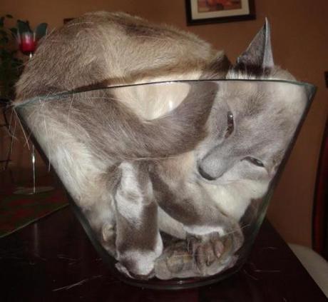 Top 10 Images of Cats in Glass Bowls