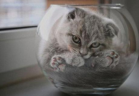 Top 10 Images of Cats in Glass Bowls