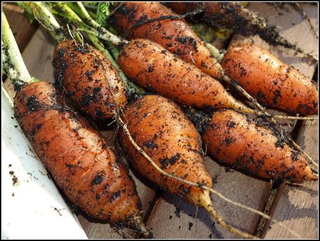 Harvesting Carrots