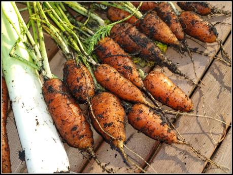 Harvesting Carrots