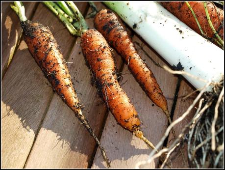 Harvesting Carrots