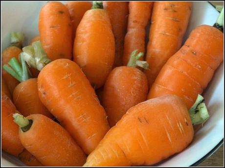 Harvesting Carrots