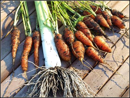 Harvesting Carrots