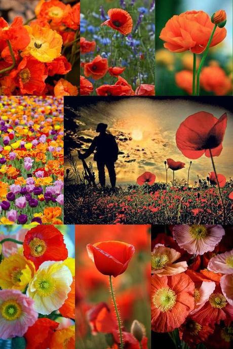 Poppy Day Mood Board MAIN FAF