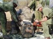 Africa: Bringing More International Pressure Bear Wildlife Crime