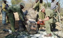 Africa: Bringing More International Pressure to Bear On Wildlife Crime