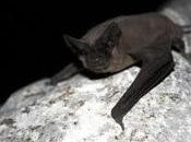 Praise Conservation Free-Tailed Colony