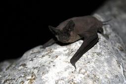 Praise Conservation of Free-Tailed Bat Colony