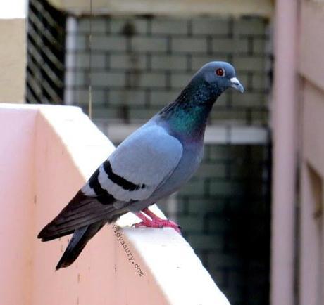 vidya sury pigeons happiness (1)