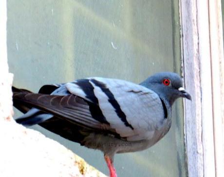 vidya sury pigeons happiness (1)