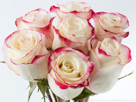 Sweetness Roses © 2014 Patty Hankins