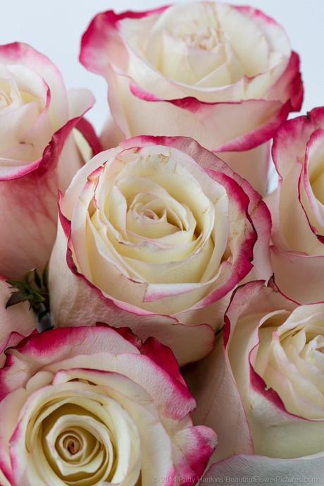 Sweetness Roses © 2014 Patty Hankins