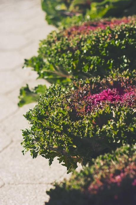 Coconut kabocha soup with Japanese 7-spice feed_feed_market_day_FeedMeDearly (2)