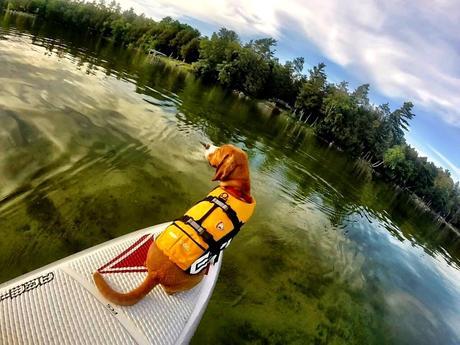 Meet me on the water: Stand up paddle adventure tour guide and her SUP pup