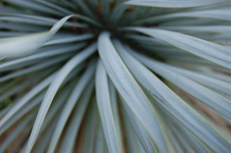 Yucca rostrata Leaf (18/10/2014, Real Jardín Botánico de Madrid)