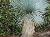 Yucca Rostrata