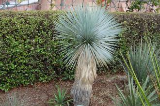 Yucca rostrata (18/10/2014, Real Jardín Botánico de Madrid)