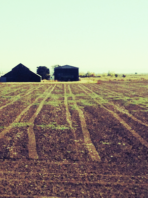 Field of Dreams