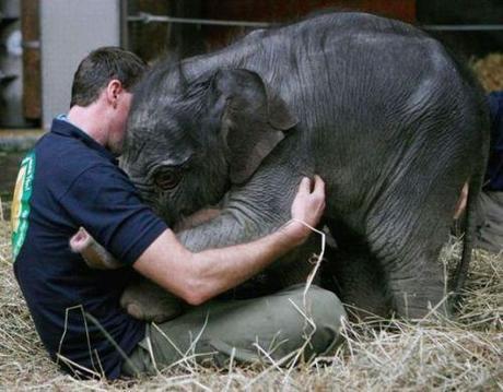 man and baby elephant