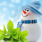 jack frost fragrance oil