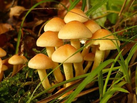 mushrooms skin benefits uses