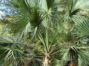 Sabal Palmetto