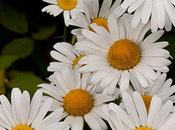 Wild Daisies