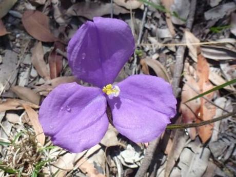 a mystery purple flower