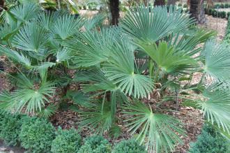 Trachycarpus wagnerianus (18/10/2014, Real Jardín Botánico de Madrid)