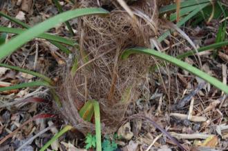 Trachycarpus wagnerianus Trunk (18/10/2014, Real Jardín Botánico de Madrid)